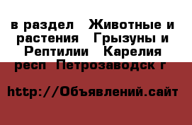  в раздел : Животные и растения » Грызуны и Рептилии . Карелия респ.,Петрозаводск г.